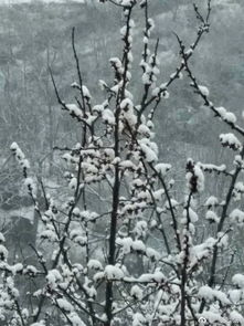 北京竟然下雪了