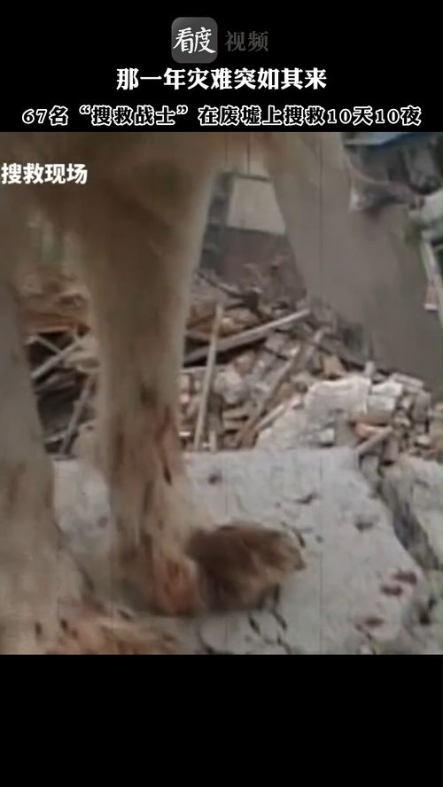 汶川地震67只搜救犬已全部离世