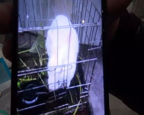 惊险瞬间！男子喂食人鱼不慎被咬断手指，无奈以脚趾接续重生